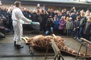 Marius-the-giraffe-who-was-killed-by-Copenhagen-Zoo-despite-offers-to-re-home-him